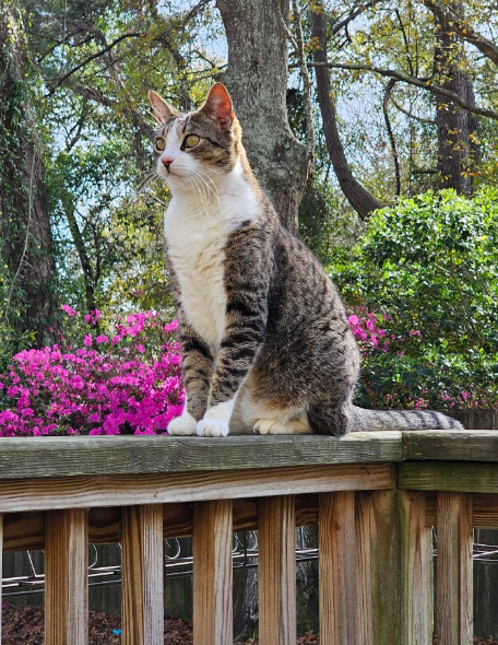 Snorelax, Tommy's tabby cat, perched on a deck railing