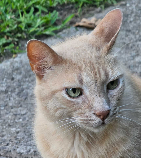 Sunshine, Tommy's blonde adventurer cat